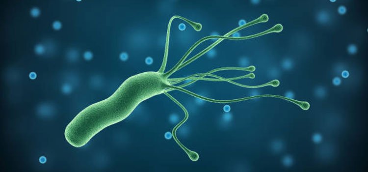 Helicobacter pylori bacteria showing spiral shape and flagella that allow it to survive in the acidic stomach environment