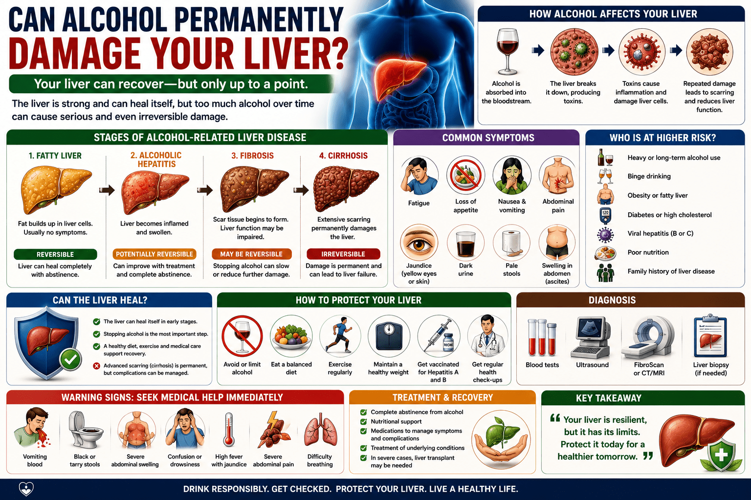 the progression of alcohol-related liver disease from a healthy liver to fatty liver, alcoholic hepatitis, fibrosis, and cirrhosis. The infographic highlights common symptoms, risk factors, diagnosis, recovery potential, and lifestyle changes to protect liver health, emphasizing that early alcohol-related liver damage may be reversible while advanced cirrhosis is permanent.